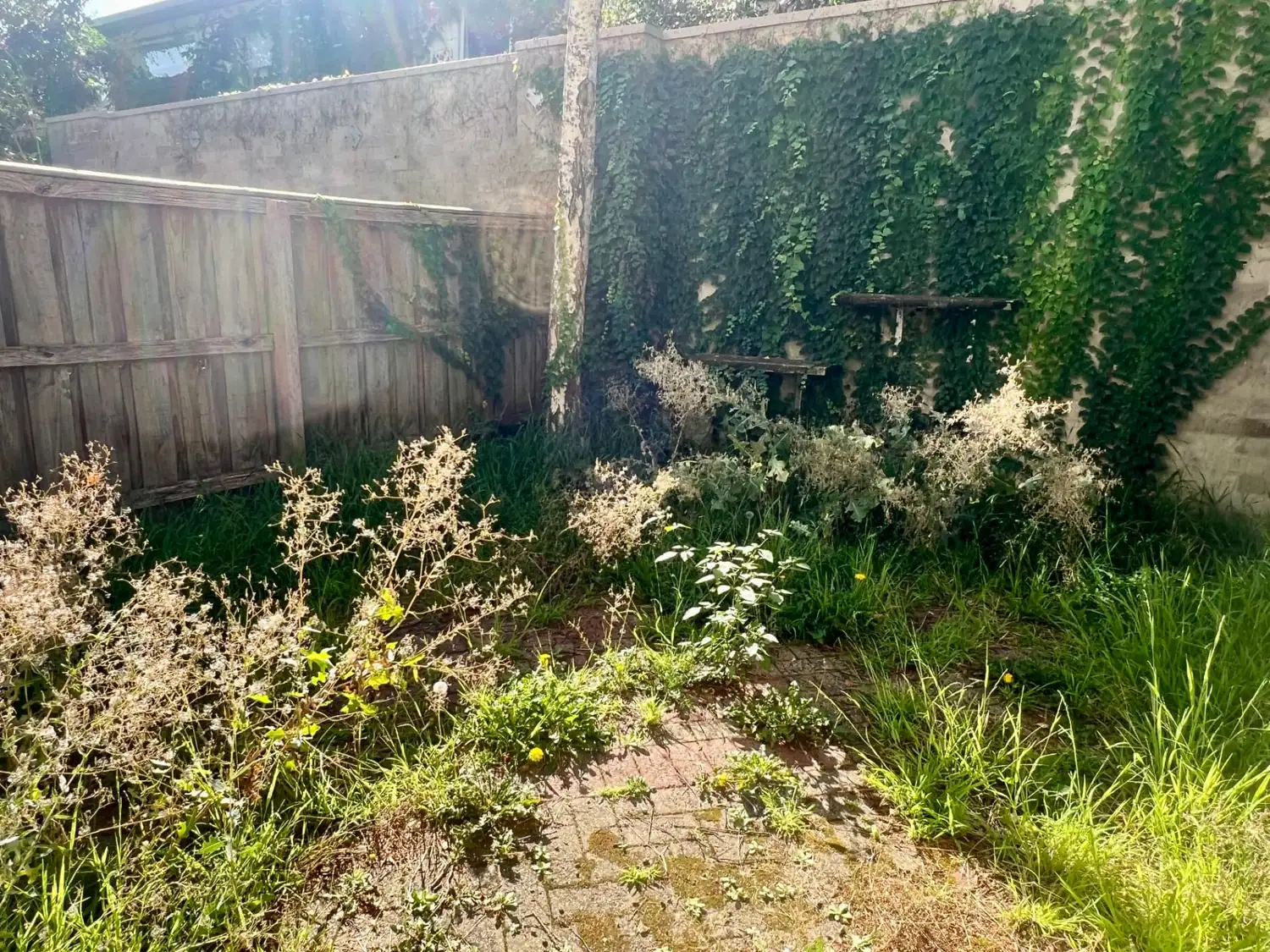 Landscaping before Poli Clean
